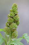 Sweetgum